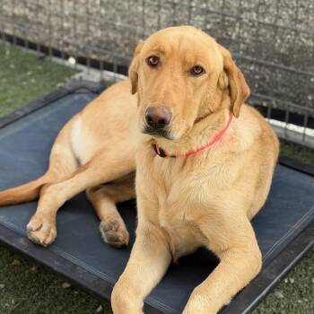 Serena -  Labrador Retriever Dog for Adoption in San Diego, California - Serena | PetCurious