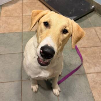 Dollie -  Mixed Breed Dog for Adoption in Chattanooga, Tennessee - Dollie | PetCurious