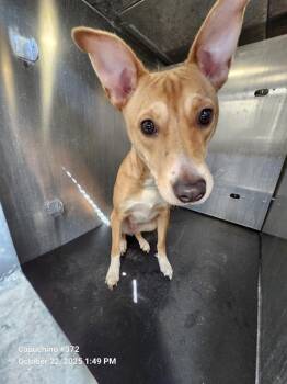 Rescue Terrier Dogs for Adoption in San Antonio, Texas - BUTTERFLY | PetCurious