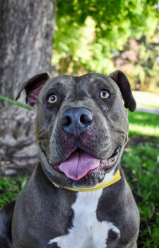 Rescue Fox Terrier Dogs for Adoption in Yakima, Washington - Reggie | PetCurious