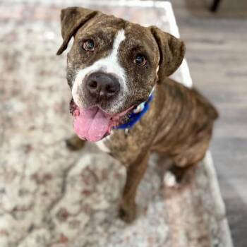 Boxer and Pit Bull Terrier Dogs Available for Adoption - Ann Marie Wiggle Butt Wonderful | PetCurious