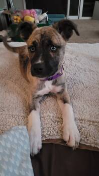 Rescue Husky and Pit Bull Terrier Dogs for Adoption in Dorr, Michigan - Sapphire | PetCurious