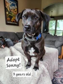 Dachshund Dogs Available for Adoption in Killeen, Texas - Sonny | PetCurious
