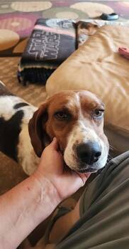 Minnie -  Basset Hound Dog for Adoption in Torrey, Utah - Minnie | PetCurious
