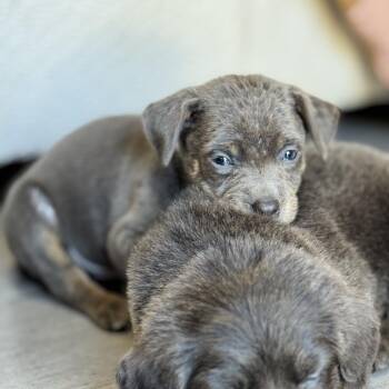 Rescue Mixed Breed Dogs for Adoption in Sylvania, Georgia - Tater | PetCurious