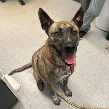 Nyla -  Belgian Shepherd Malinois and Pit Bull Terrier Dog for Adoption in Martinsville, Indiana - Nyla | PetCurious