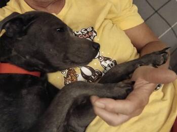 Rescue Weimaraner and Black Labrador Retriever Dogs for Adoption in Mt. Juliet, Tennessee - Dominique (Dresden #17) | PetCurious