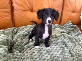 Fred Jones Mystery Bus -  Australian Shepherd and Miniature Poodle Dog for Adoption in Friendswood, Texas - Fred Jones Mystery Bus | PetCurious