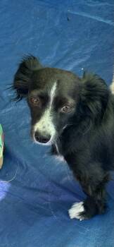 Corgi Dogs Available for Adoption - Smiley | PetCurious