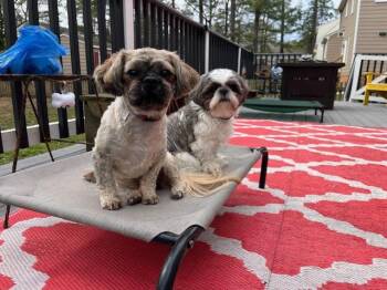Shih Tzu Dogs Available for Adoption - Arlo  | PetCurious