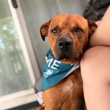 Max McLovin the Certified Lover Boy -  American Staffordshire Terrier and Pit Bull Terrier Dog for Adoption in Friendswood, Texas - Max McLovin The Certified Lover Boy | PetCurious