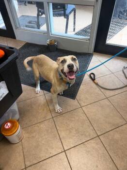 Lil Bit -  Pit Bull Terrier Dog for Adoption in Marion, Ohio - Lil Bit | PetCurious