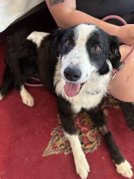 Border Collie Dogs Available for Adoption in Petaluma, California - Enzo | PetCurious