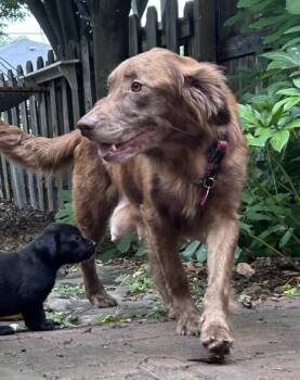 Momma Roux -  Spaniel Dog for Adoption in Washington, District Of Columbia - Momma Roux | PetCurious