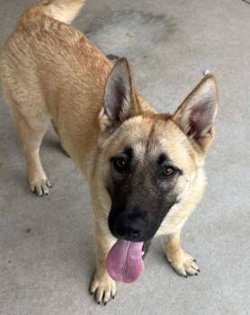 Shepherd and Mixed Breed Dogs Available for Adoption in Lampasas, Texas - Sheriff Sparkles | PetCurious