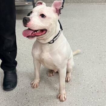 Pit Bull Terrier Dogs Available for Adoption in Indianapolis, Indiana - Silly Goose | PetCurious