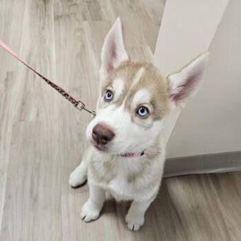 Zelda -  Husky Dog for Adoption in Patchogue, New York - Zelda | PetCurious