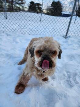 Cockapoo Dogs Available for Adoption - Toby Rescue Pull | PetCurious