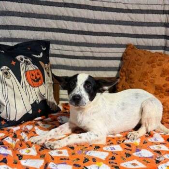 Dolly P -  Mixed Breed Dog for Adoption in Binghamton, New York - Dolly P | PetCurious