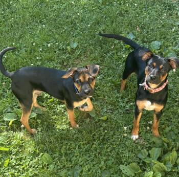 Lexi & Rex -  Miniature Pinscher and Pug Dog for Adoption in Roxbury Township, New Jersey - Lexi & Rex | PetCurious