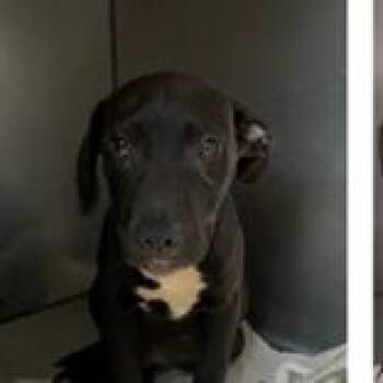 Zag -  Plott Hound and Mixed Breed Dog for Adoption in Clearwater, Florida - Zag | PetCurious