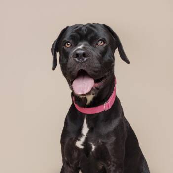 Mixed Breed Dogs Available for Adoption in Pittsburgh, Pennsylvania - Peter | PetCurious