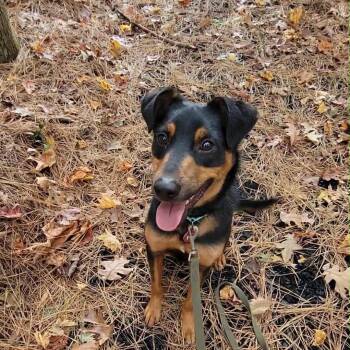 Rescue Mixed Breed Dogs for Adoption in Fredericksburg, Virginia - Moth | PetCurious