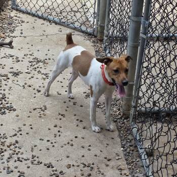 "Max"imus -  Jack Russell Terrier Dog for Adoption in Wever, Iowa - "Max"imus | PetCurious