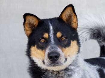 Tex -  Mixed Breed Dog for Adoption in Longmont, Colorado - Tex | PetCurious