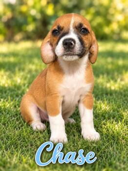 Chase -  Shih Tzu and Chihuahua Dog for Adoption in San Tan Valley, Arizona - Chase | PetCurious