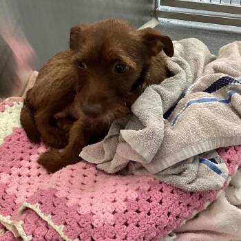 Terrier and Wirehaired Terrier Dogs Available for Adoption in Montgomery, Alabama - Winnie | PetCurious