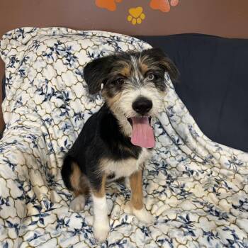 Bernadoodle Dogs Available for Adoption in Lisbon, Ohio - Flash  | PetCurious