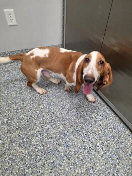 Winston -  Basset Hound Dog for Adoption in Angola, Indiana - Winston | PetCurious