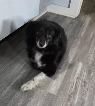 Australian Shepherd Dogs Available for Adoption in Ringwood, Illinois - 1042 Bitzie | PetCurious