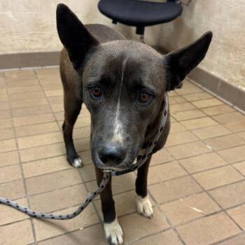 Shepherd Dogs Available for Adoption in Birmingham, Alabama - Astra | PetCurious