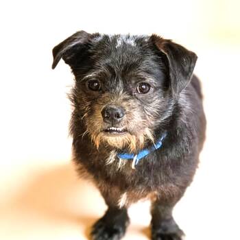 Shih Tzu and Pug Dogs Available for Adoption - Cubby | PetCurious