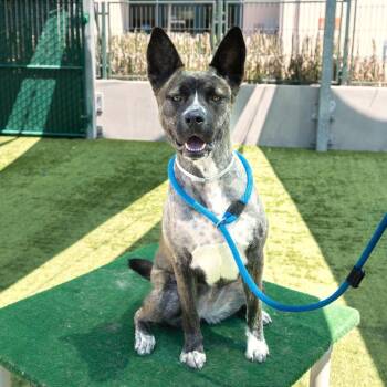 Akita Dogs Available for Adoption in Pasadena, California - Taffy | PetCurious