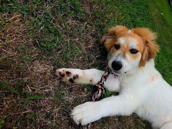 ROLO -  Mixed Breed Dog for Adoption in Holbrook, New York - ROLO | PetCurious