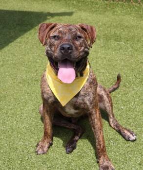 Tiger Woods -  Mixed Breed Dog for Adoption in Athens, Georgia - Tiger Woods | PetCurious