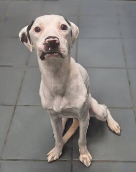 Panini -  Mixed Breed Dog for Adoption in Nashville, Tennessee - Panini | PetCurious