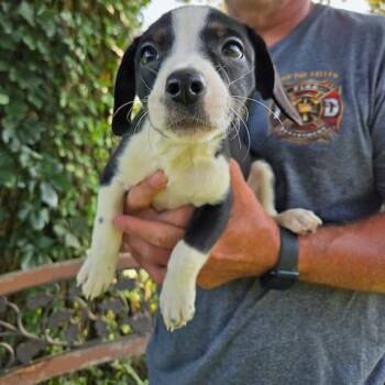 Nicole -  Mixed Breed Dog for Adoption in Kansas City, Missouri - Nicole | PetCurious