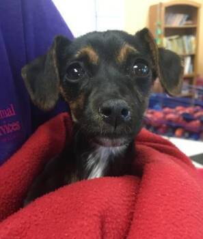 Chihuahua and Mixed Breed Dogs Available for Adoption in El Paso, Texas - Ripley | PetCurious
