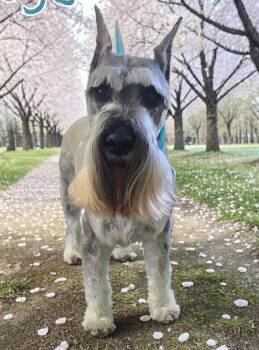 Omega -BY APPOINTMENT ONLY- -  Standard Schnauzer Dog for Adoption in Kearneysville, West Virginia - Omega -BY APPOINTMENT ONLY- | PetCurious