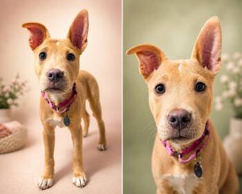 Labrador Retriever Dogs Available for Adoption in Avondale, Pennsylvania - Martini | PetCurious