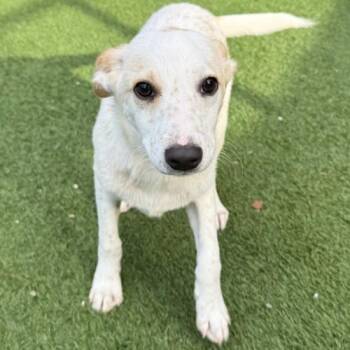 Billy -  Mixed Breed Dog Available for Adoption - Billy | PetCurious