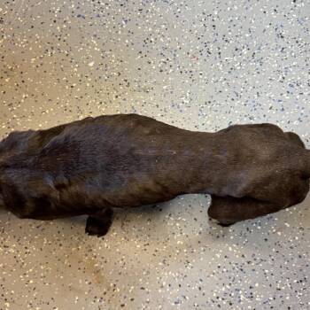 TUSC-Stray-85311 -  Pit Bull Terrier and Labrador Retriever Dog for Adoption in Tuscaloosa, Alabama - TUSC-Stray-85311 | PetCurious