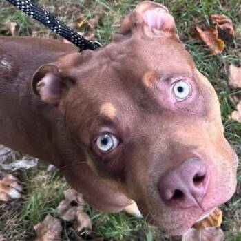 Lisbon -  Pit Bull Terrier and Mixed Breed Dog for Adoption in Bristol, Indiana - Lisbon | PetCurious