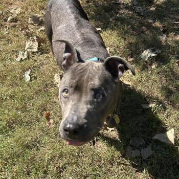 Millie -  Mixed Breed Dog for Adoption in Auburn, Alabama - Millie | PetCurious