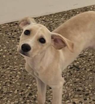 Mixed Breed Dogs Available for Adoption - Carolina | PetCurious