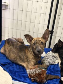 Mickey -  Dutch Shepherd Dog for Adoption in Lakeland, Florida - Mickey | PetCurious